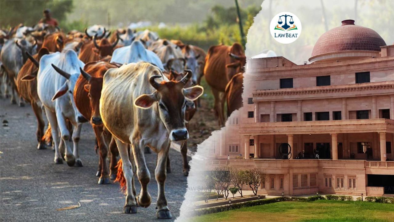 Glaring example of misuse of law: Allahabad HC in cow slaughter case lodged after recovery of only cow dung and a rope Glaring example of misuse of law: Allahabad HC in cow slaughter case lodged after recovery of only cow dung and a rope